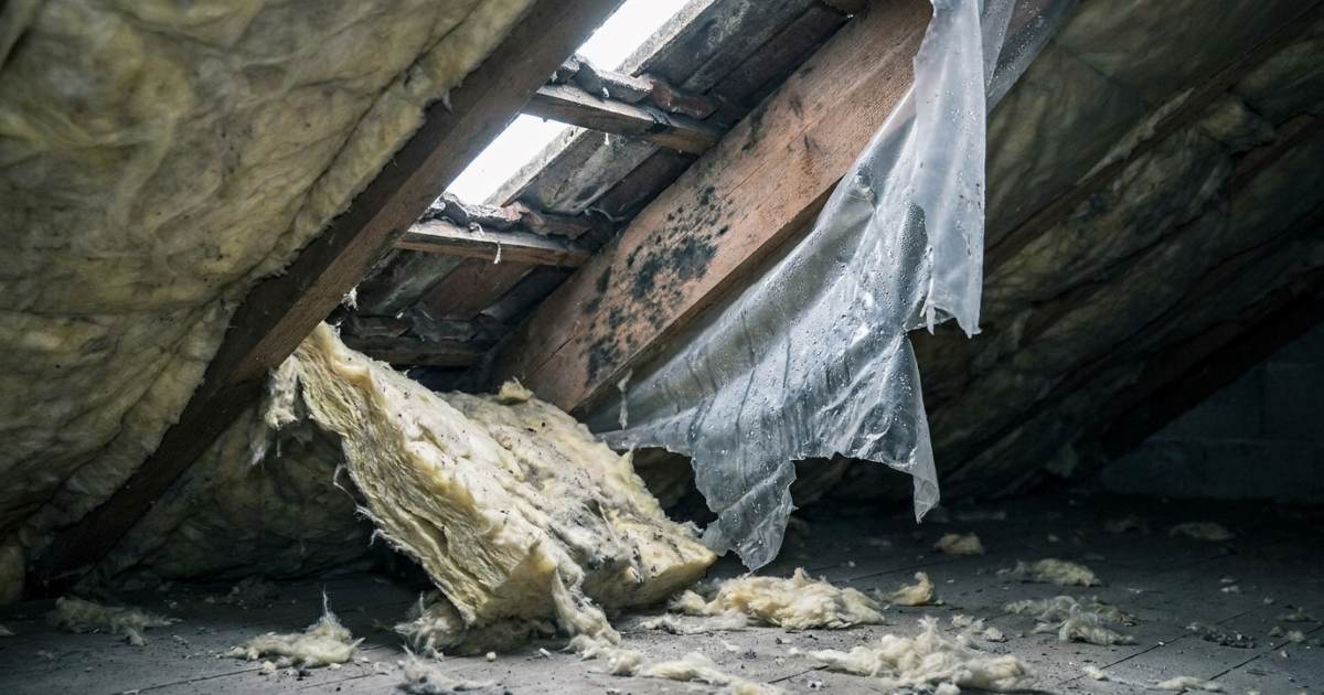 Laine de verre qui s'affaisse entre les chevrons d'une toiture, pare-vapeur déchiré et taches de moisissure visibles sur la charpente en bois, résultat d'une pose incorrecte.